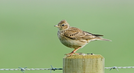 skylark