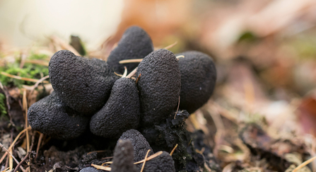 deadmans fingers fungi