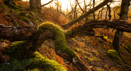 A shaft of sunlight filters through the canopy of a UK rainforest, lighting up a vibrant green patch of moss growing on a piece of dead wood