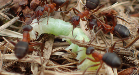 Narrow-headed ants eating caterpillar