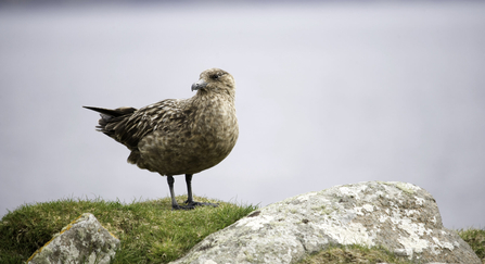 A great skua perched on a grassy clifftop