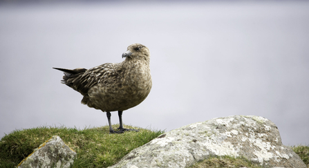 A great skua perched on a grassy clifftop