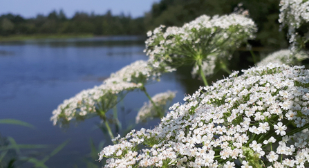 Greater water parsnip