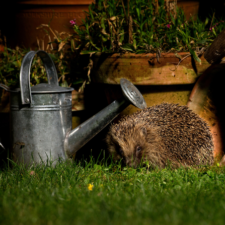 A hedgehog at night snuffling for food around the base of a watering can and plant pots, illuminated by a garden light
