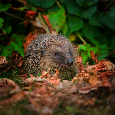 A hedgehog sitting at the base of a hedge at night, surrounded by leaf litter, illuminated by a garden light