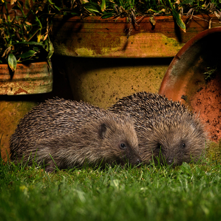 Two hedgehogs snuffling for food around a selection of plant pots at night, illuminated by a house light
