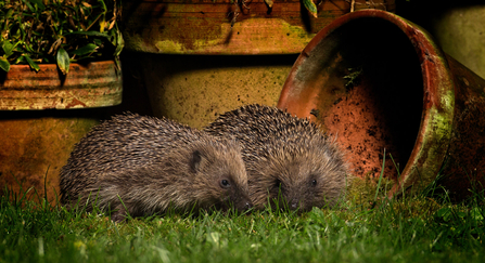 Two hedgehogs snuffling for food around a selection of plant pots at night, illuminated by a house light