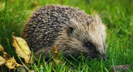 Hedgehog on lawn