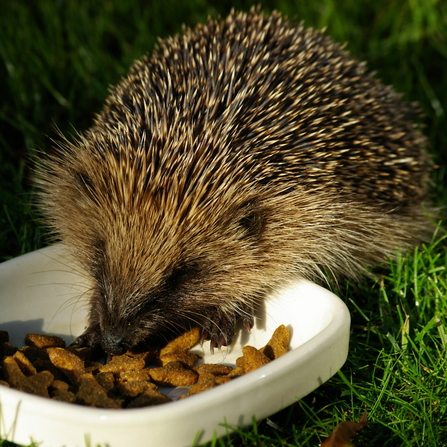 A hedgehog at night eating dry kitten biscuits from a shallow bowl