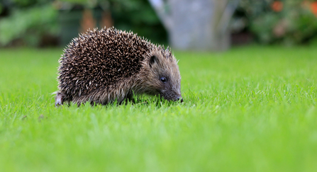Hedgehog on lawn