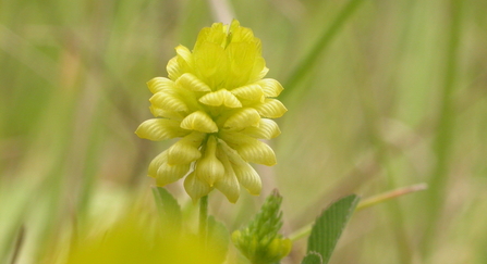 Hop trefoil