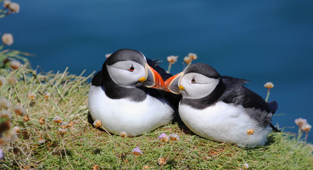 Puffins in Love!