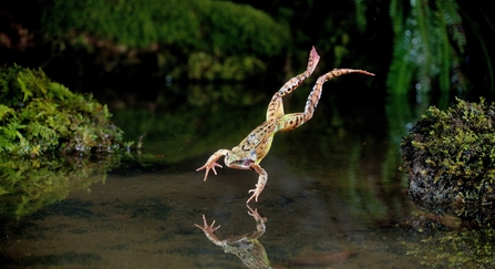 Common frog