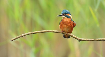 Kingfisher