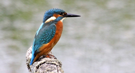 Kingfisher perched