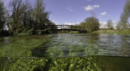Split level view of the River Itchen, with aquatic plants: Blunt-fruited Water-starwort (Callitriche obtusangula) England: Hampshire, Ovington, May - Linda Pitkin/2020VISION