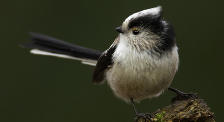 long tailed tit