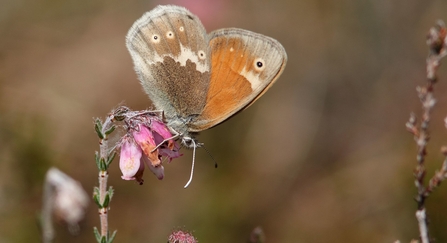 Large heath butterfly