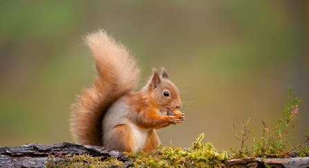 Red squirrel (Sciurus vulgaris) Scotland, November