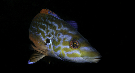 Cuckoo wrasse by David Stephens