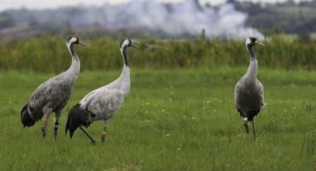 Great Fen Wildlife Trust for Beds, Cambs & Northants