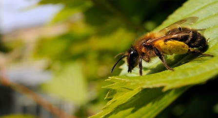Andrena scotica sunbasking on a garden hedge leaf, with well loaded pollen sacs