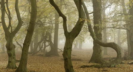 Ancient woodland and crooked trees in the Autumn orange leaves