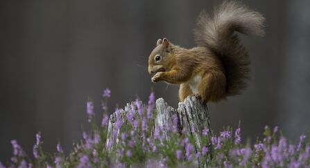 Red squirrel (Sciurus vulgaris) in flowering heather on a tree stump