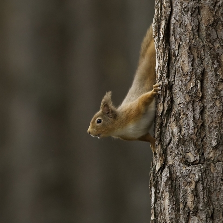 A red squirrel scurrying down the trunk of a pine tree, raising its head to look around