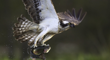 Osprey (pandion haliaetus) fishing