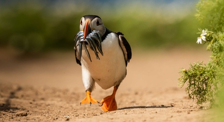 Puffin