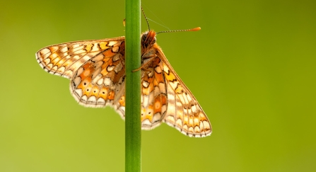 marsh fritillary