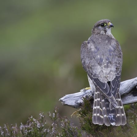 BBC Blogs - Springwatch - Wing Tips: Identifying our birds of prey