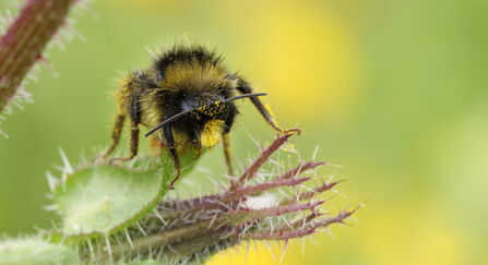A close-up of a red-tailed bumblebee perched on a plant. The bumblebee has a fuzzy body with black and yellow stripes, and its legs are gripping the spike, hairy stem of a plant