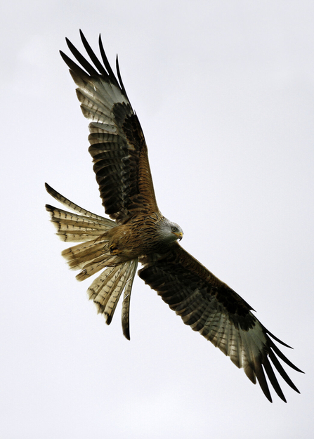 Identify birds of prey  Lincolnshire Wildlife Trust