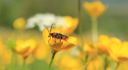 Soldier beetle