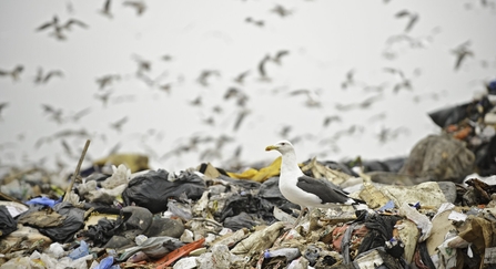 Veolia Landfill Site, Pitsea, Essex, UK