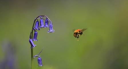 bumblebee