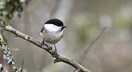 Willow tit