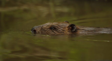 Beaver swimming with its head just above the water
