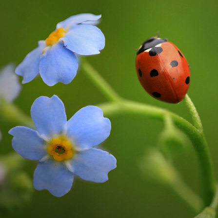 A 7-spot ladybird, with 7 black spots on its red back, climbs a blue forget me not