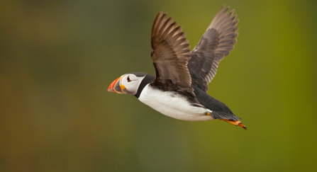 puffin