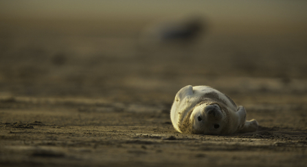 Grey Seal (Halichoerus grypus). Donna Nook National Nature Reserve, Lincolnshire, United Kingdom