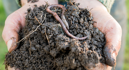 Worm soil
