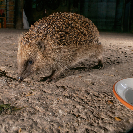 A hedehog walking across a stone floor out night, under the light of a building's external light