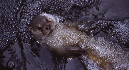 water pollution effects on animals