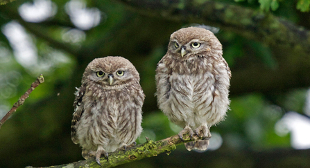 little owl