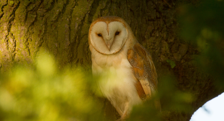 barn owl in tree