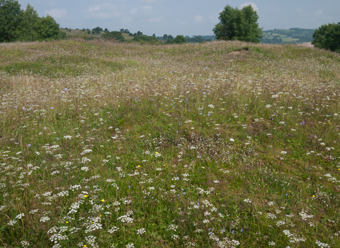 Calaminarian grassland