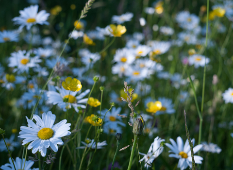 Lowland meadow and pasture